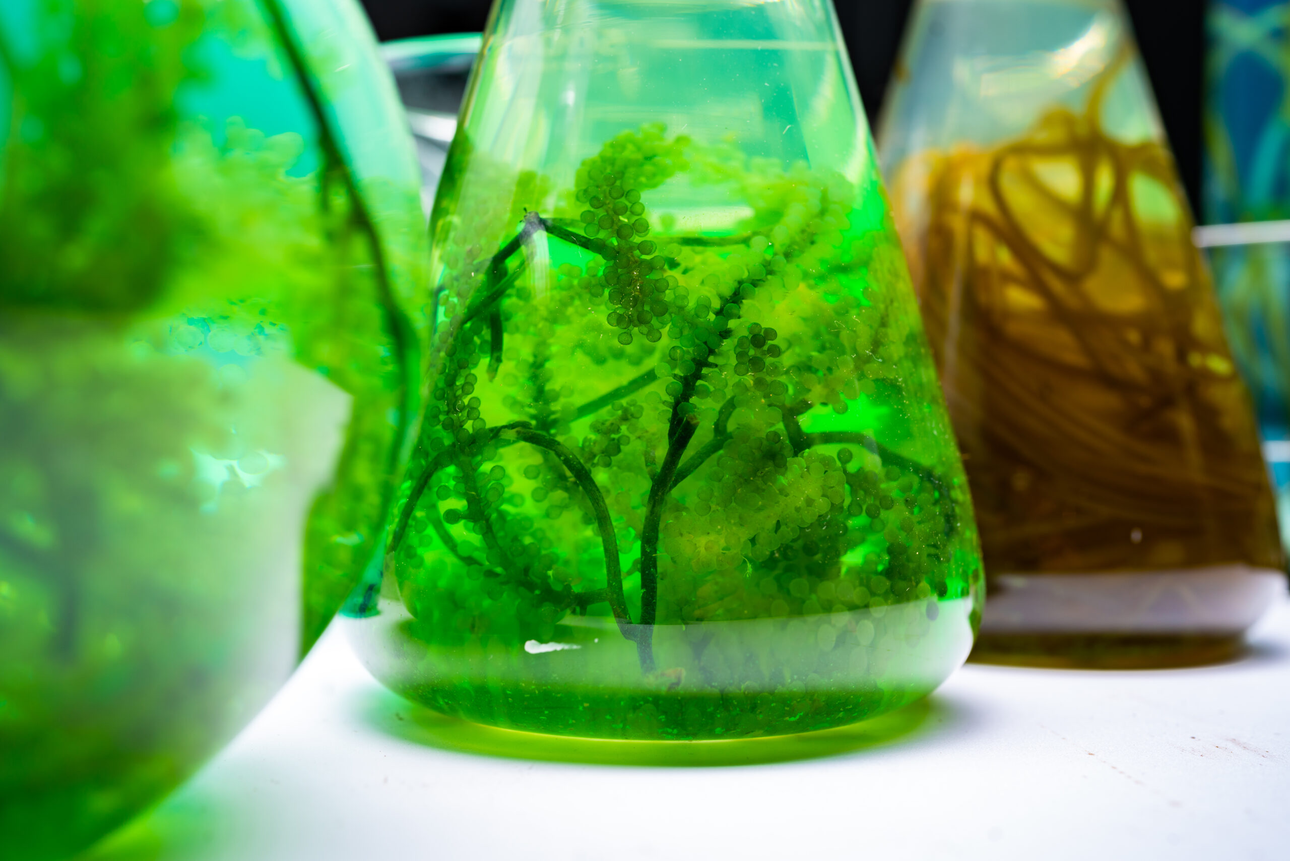 green alga laboratory research, alternative biofuel energy technology, biotechnology concept