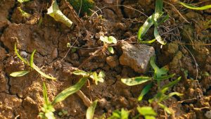 Dirt with young plants growing
