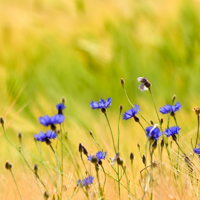 Cornflowers Purple Flowers Field