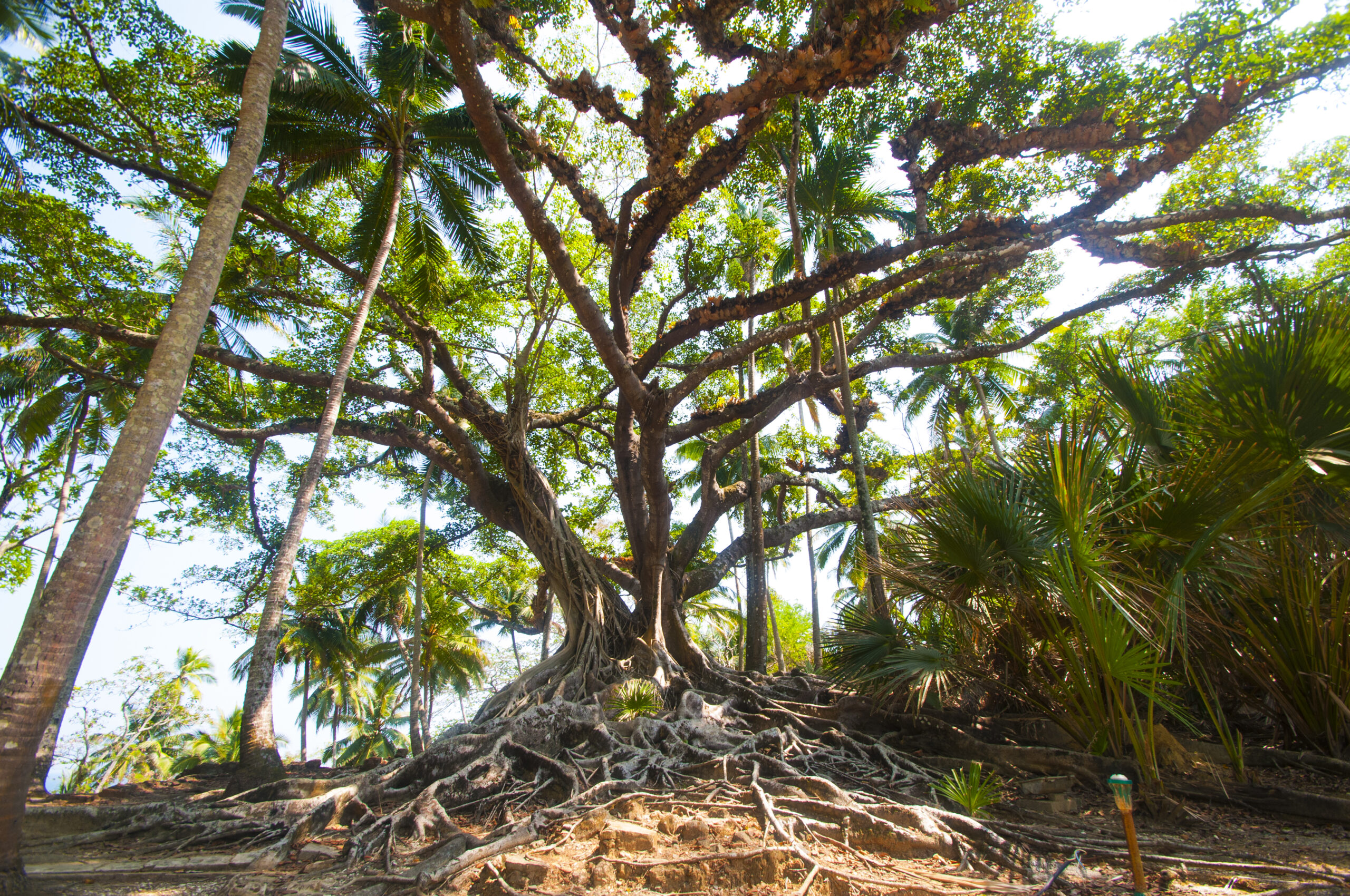 A very old banyan tree with its beautiful spreading roots,