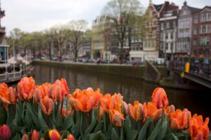 Orange tulips in foreground of Amsterdam canal in