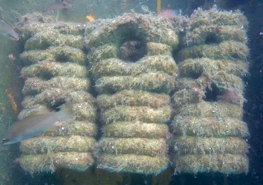 3D-printede betonrev med biofilm