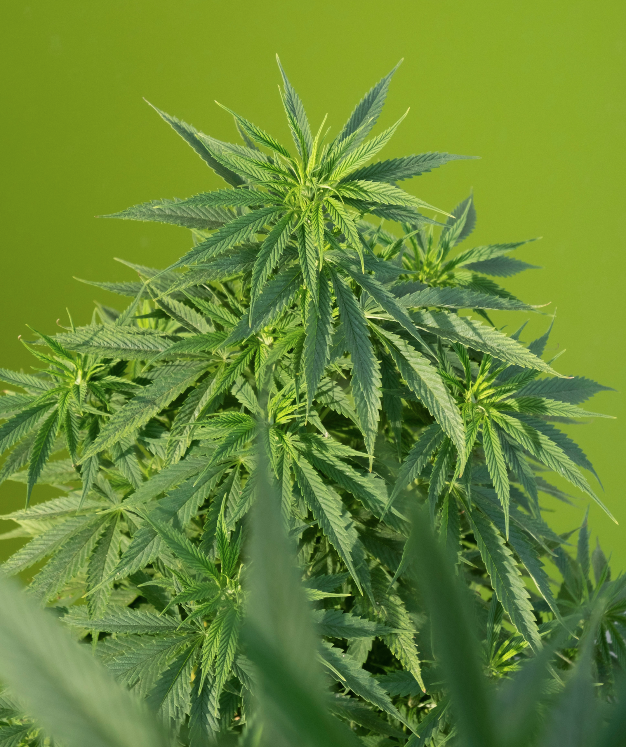 A hamp plante, der kan bruges til at lave menstruationstrusser med lav miljøbelastning